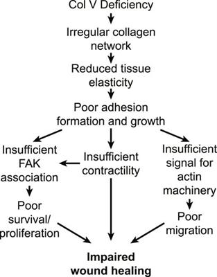 Mechanobiology in the Comorbidities of Ehlers Danlos Syndrome